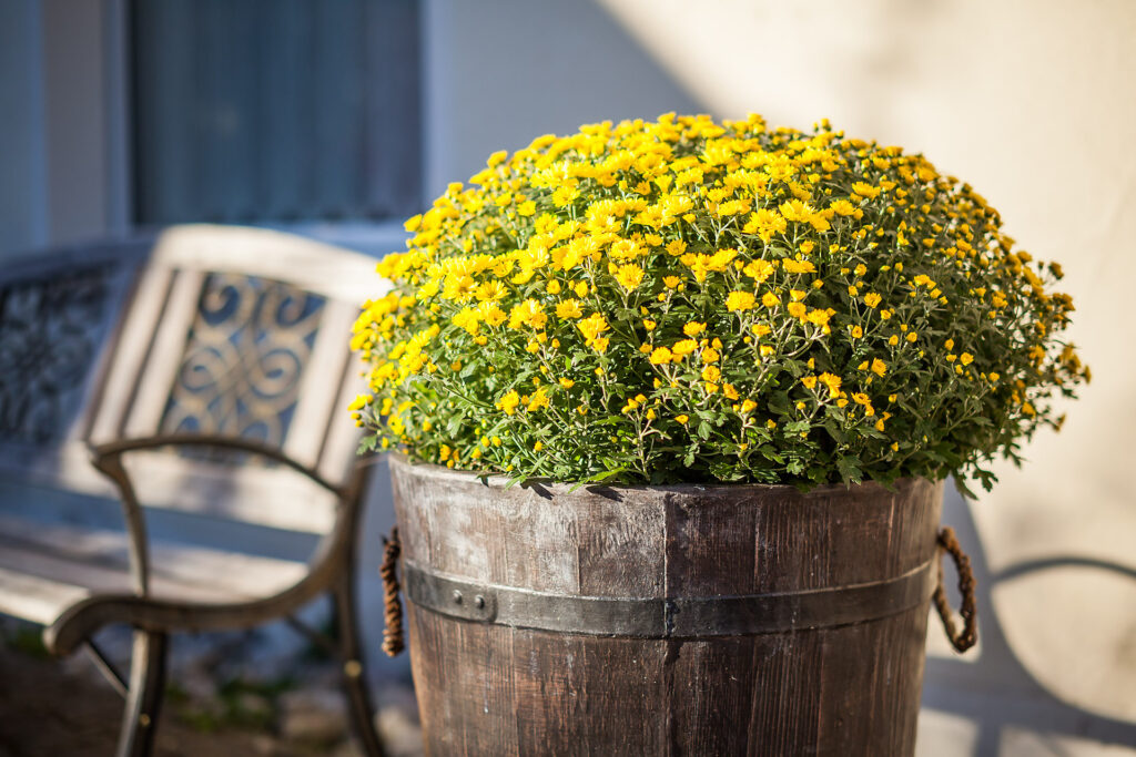 Ein Blumentopf mit gelben Blumen vor dem Haus