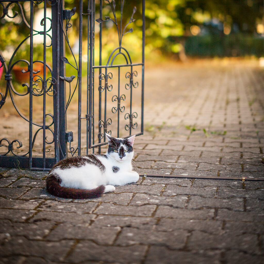 Katze am Boden liegend am Tor im Innenhof