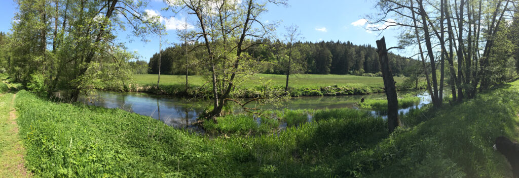 Der Fluss mit ein paar Bäumen im Sommer