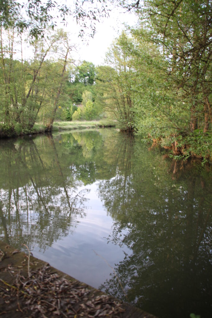 Fluss zwischen Bäumen